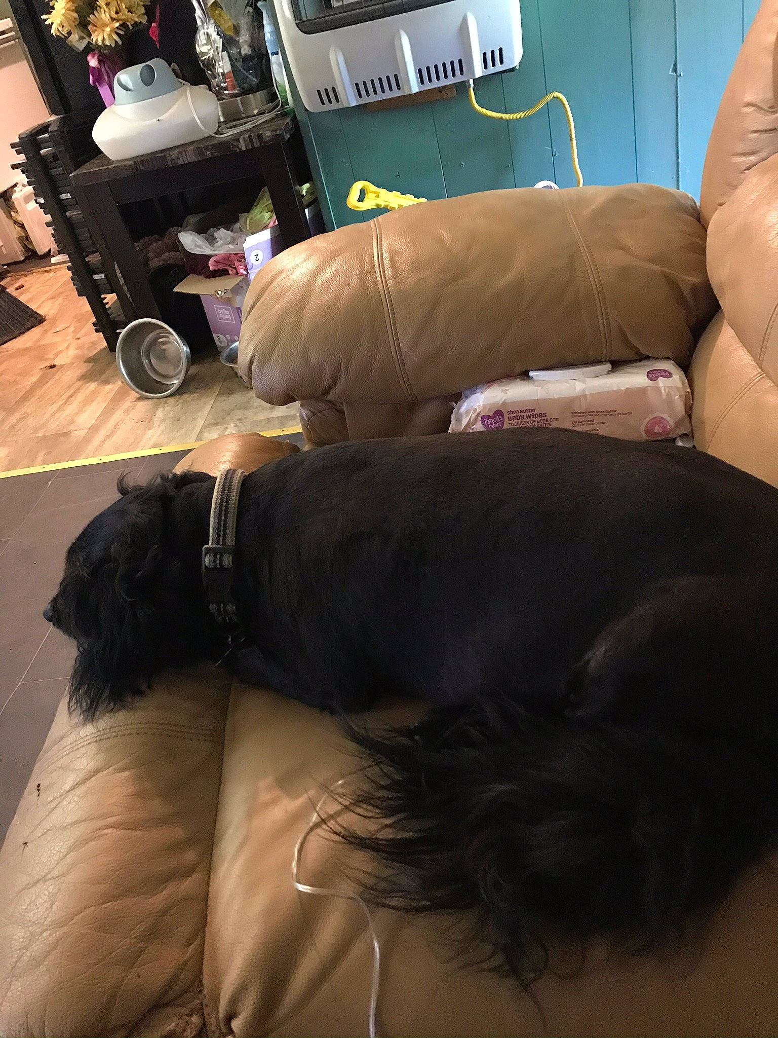 Rascal joined the competition — help win amazing prizes! canidae, companion_dog, furniture, nap, sporting_group