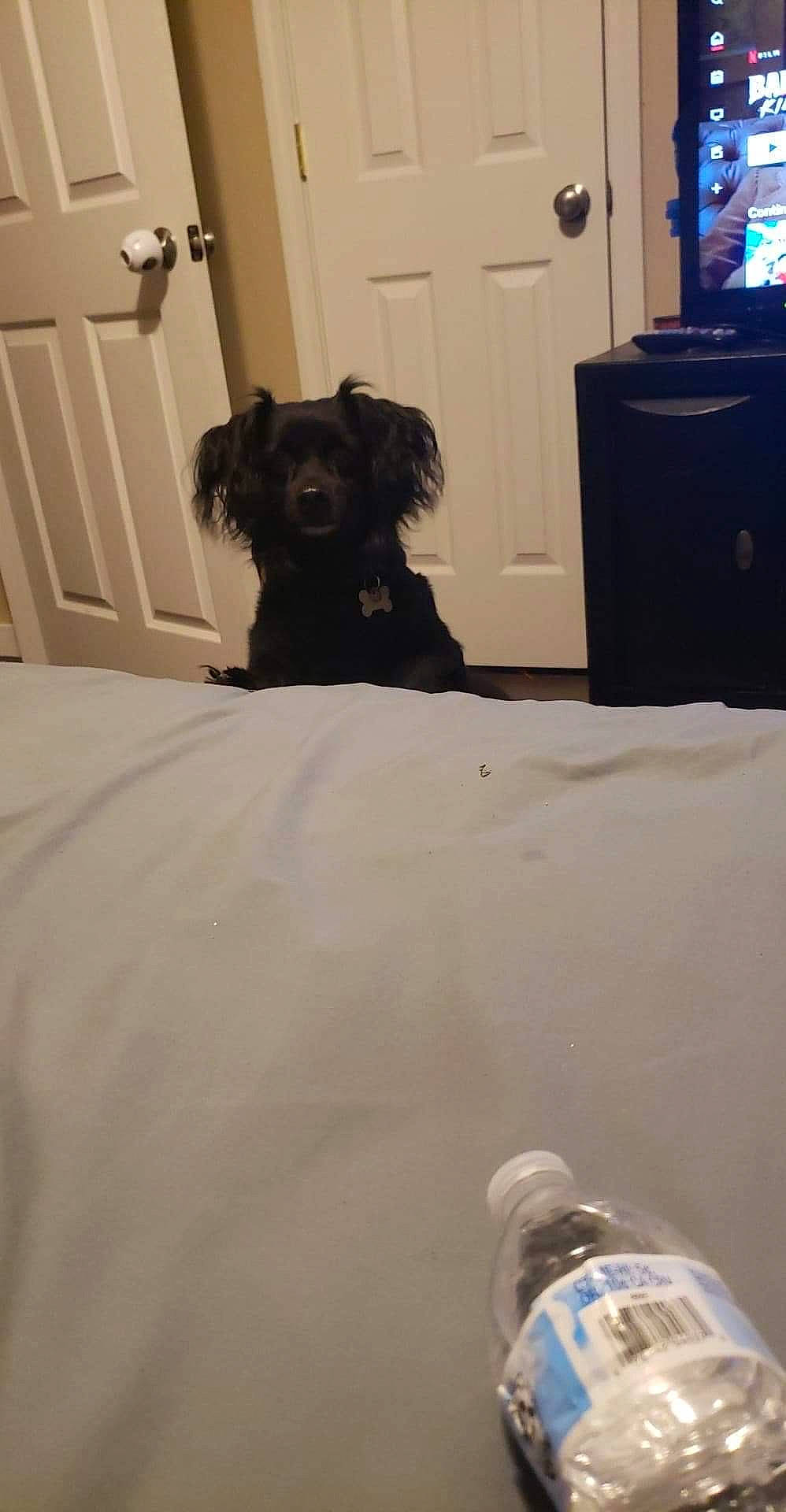 Rascal joined the competition — help win amazing prizes! american_cocker_spaniel, bed, canidae, carnivore, cockapoo, companion_dog, dog, dog_breed, floor, fur, havanese, home, linens, morkie, non_sporting_group, puppy, room, schnoodle, sporting_group, toy_dog