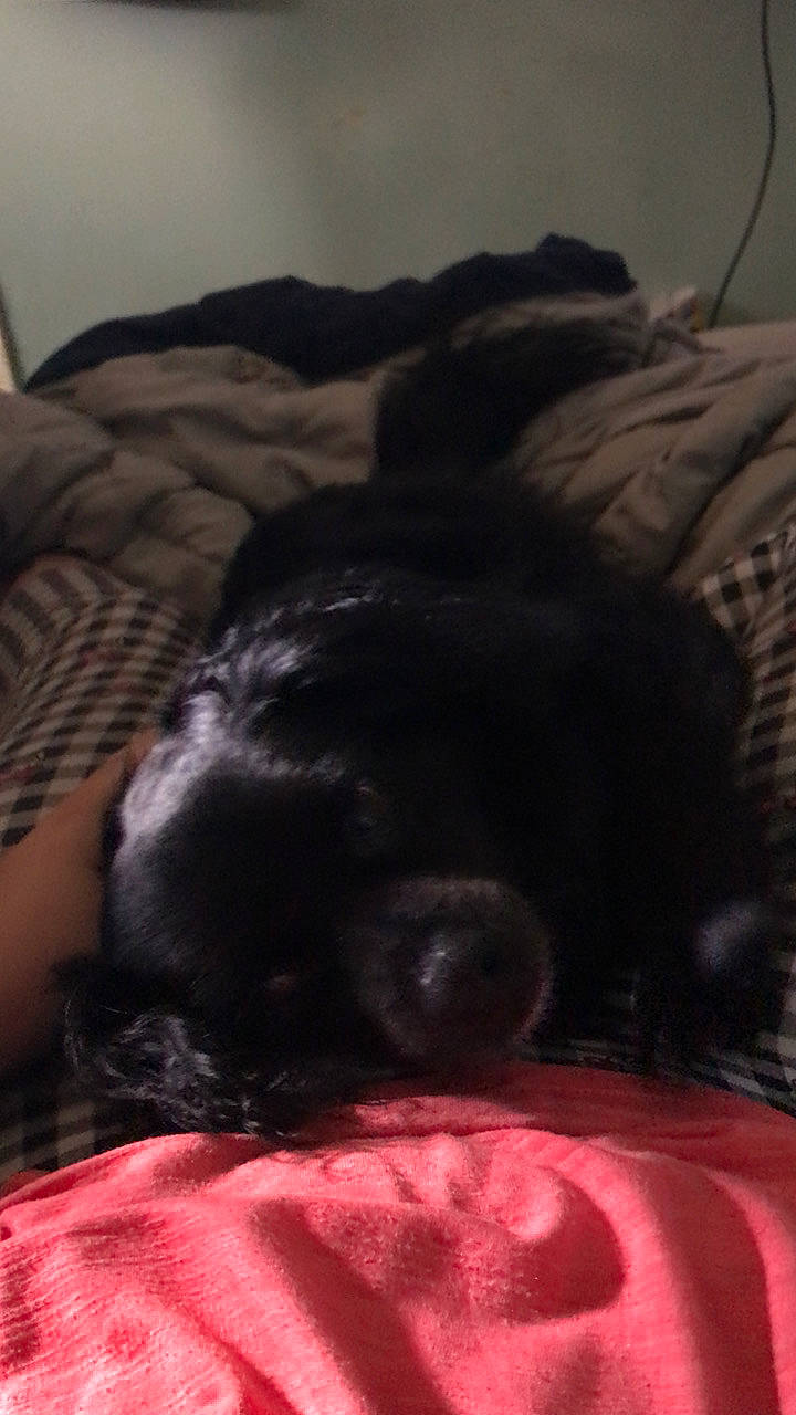 Rascal is registered to the contest to win money with this photo: canidae, carnivore, companion_dog, dog, dog_breed, flat_coated_retriever, labrador_retriever, non_sporting_group, puppy, shih_tzu, sporting_group