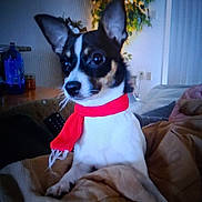 Babes is registered to the contest to win money with this photo: dog, puppy, pet, small_dog, black_and_white, red_scarf, scarf, costume, large_ears, pointed_ears, brown_eyes, sitting, couch, blanket, living_room, indoor, portrait, cute, animal, home_decor