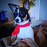 dog, puppy, pet, small_dog, black_and_white, red_scarf, scarf, costume, large_ears, pointed_ears, brown_eyes, sitting, couch, blanket, living_room, indoor, portrait, cute, animal, home_decor