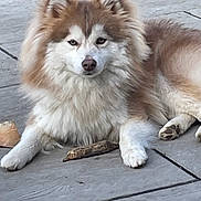 Fox a rejoint le concours — aidez-le/la à gagner de superbes lots ! dog, fluffy, sitting, outdoor, stone_patio, brown, white, pet, canine, fur, paw, nose, ears, animal, relaxed, companion, cute, friendly, lying_down, nature