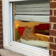 Oliver joined the competition — help win amazing prizes! cat, ginger_cat, window, window_blinds, brick_wall, indoor, cozy, pet_bed, feline, relaxed, orange_fur, house, home, living_room, furniture, curious, animal, domestic_animal, resting, daylight