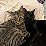 animal, bed, black_cat, blanket, cat, companion, cozy, cute, domestic_animal, ears, eyes, feline, fur, indoor, pets, resting, sleepy, snuggling, tabby_cat, whiskers