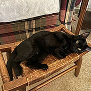 Jasper is registered to the contest to win money with this photo: animal, black_cat, carpet, cat, cozy, curious, domestic, ears, furniture, home, indoor, mammal, pet, plaid_couch, relaxed, resting, tail, whiskers, wooden_stool, woven_stool