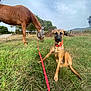Nasca a rejoint le concours — aidez-le/la à gagner de superbes lots ! dog, horse, grass, leash, collar, fly_mask, zebra_pattern, outdoor, nature, field, animal, pet, sky, cloudy, rural, fence, tree, brown_dog, brown_horse, grazing