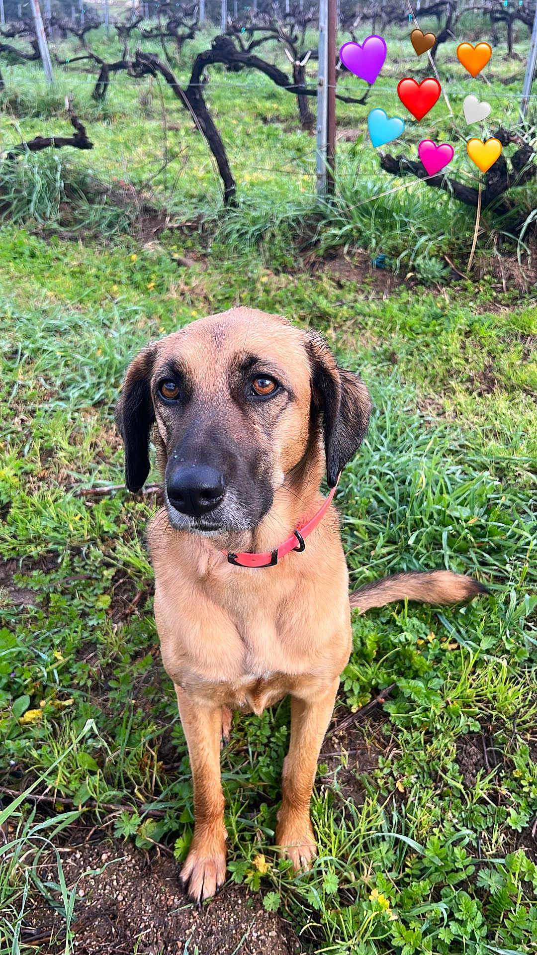 Nasca a rejoint le concours — aidez-le/la à gagner de superbes lots ! dog, animal, outdoor, grass, vineyard, greenery, pet, collar, brown_fur, nature, cute, heart_emojis, plant, soil, field, canine, ears, tail, ground, eyes