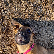 Nasca a rejoint le concours — aidez-le/la à gagner de superbes lots ! dog, canine, pet, outdoor, grass, dry_grass, collar, pink_collar, close_up, animal, cute, playful, brown_fur, ears, nose, tongue, happy, looking_up, sunlight, nature