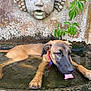 Nasca participe au concours pour gagner de l'argent avec cette photo : dog, water, licking, collar, stone_wall, sculpture, face_sculpture, green_leaves, outdoor, basin, relaxing, tongue, nature, pet, animal, muzzle, fur, paw, texture, garden
