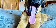 Nasca participe au concours pour gagner de l'argent avec cette photo : dog, puppy, tongue, bed, indoor, stretching, mouth_open, canine, fur, pet, cute, animal, collar, playful, sleepy, relaxed, light, wooden_door, blanket, furniture