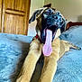 dog, puppy, tongue, bed, indoor, stretching, mouth_open, canine, fur, pet, cute, animal, collar, playful, sleepy, relaxed, light, wooden_door, blanket, furniture