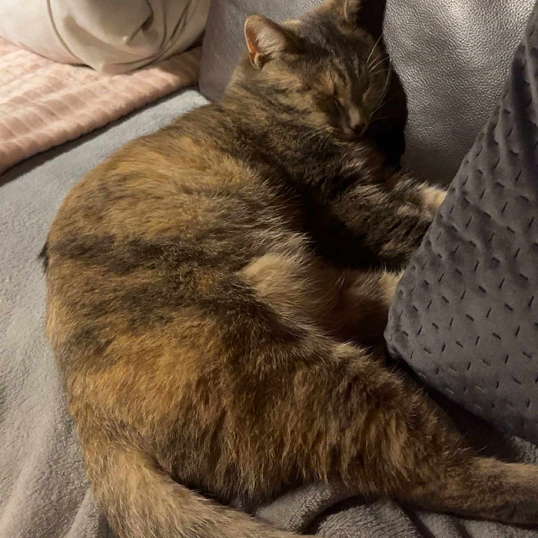 Mily