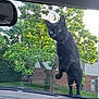 Stinky joined the competition — help win amazing prizes! animal, black_cat, car, cat, collar, curious, dashboard, daylight, greenery, house, nature, outdoor, pet, reflection, standing, suburb, tree, vehicle, window, windshield