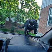 Stinky joined the competition — help win amazing prizes! animal, automobile, black_cat, brick_wall, car, cat, crack, curious, dashboard, daylight, feline, greenery, house, nature, outdoor, pet, tree, urban, window, windshield