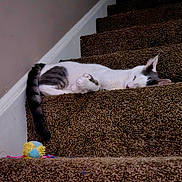 Bean is registered to the contest to win money with this photo: cat, sleeping, stairs, carpet, indoor, pet, animal, tail, white, gray, toy, relaxed, cozy, resting, home, feline, cute, quiet, peaceful, fur