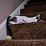 animal, carpet, cat, cozy, cute, feline, fur, gray, home, indoor, peaceful, pet, quiet, relaxed, resting, sleeping, stairs, tail, toy, white