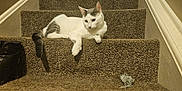Bean is registered to the contest to win money with this photo: cat, carpet, stairs, pet, animal, indoor, feline, white, gray, paw, tail, boot, yarn, relaxed, house, cozy, resting, domestic, fur, step