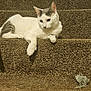 animal, boot, carpet, cat, cozy, domestic, feline, fur, gray, house, indoor, paw, pet, relaxed, resting, stairs, step, tail, white, yarn