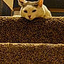 Bean is registered to the contest to win money with this photo: cat, stairs, carpet, box, walmart, pet, indoor, animal, curious, resting, feline, home, household, brown, white, gray, carpeted_stairs, stacked_boxes, ears, face