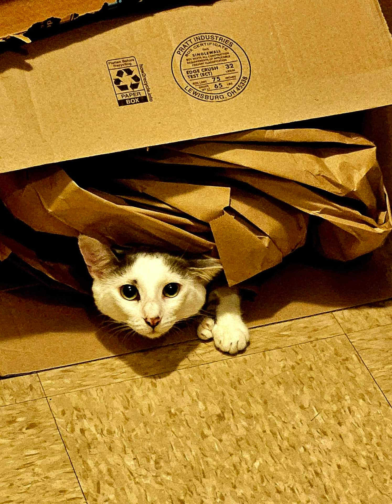 Bean is registered to the contest to win money with this photo: cat, animal, pet, cardboard_box, brown_paper, floor, curious, wide_eyes, paw, indoor, cute, feline, playful, hiding, crumpled_paper, close_up, whiskers, ears, head, floor_tiles