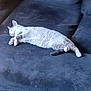 Bean is registered to the contest to win money with this photo: cat, sleeping, couch, indoor, pet, relaxed, feline, fur, whiskers, paw, resting, domestic_animal, home, cozy, blue, furniture, animal, lazy, comfort, nap