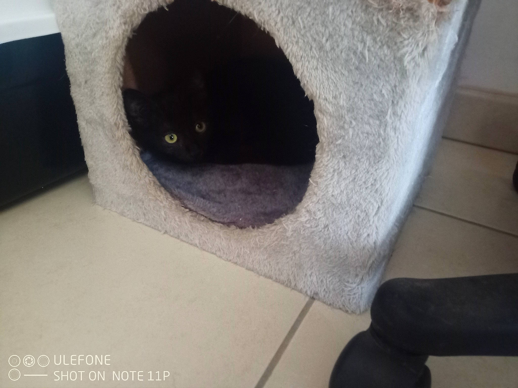 Kida participe au concours pour gagner de l'argent avec cette photo : box, carnivore, cat, cat_bed, cat_furniture, cat_supply, comfort, domestic_short_haired_cat, felidae, flooring, fur, grey, hardwood, human_leg, room, small_to_medium_sized_cats, snout, tail, whiskers, wood