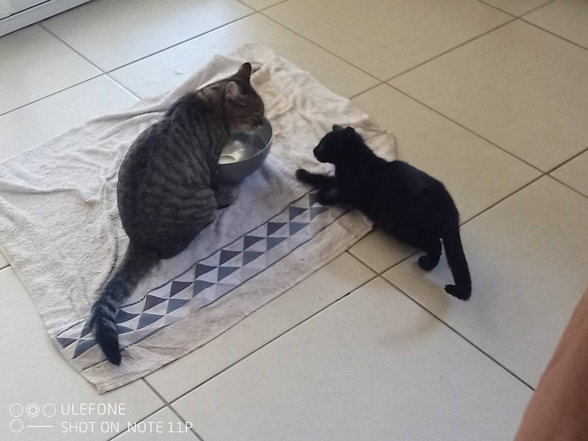 Kida a rejoint le concours — aidez-le/la à gagner de superbes lots ! black_cat, bombay, carnivore, cat, comfort, dog_breed, domestic_short_haired_cat, felidae, floor, flooring, fur, grey, hardwood, pet_supply, small_to_medium_sized_cats, sporting_group, tail, terrestrial_animal, whiskers, wood