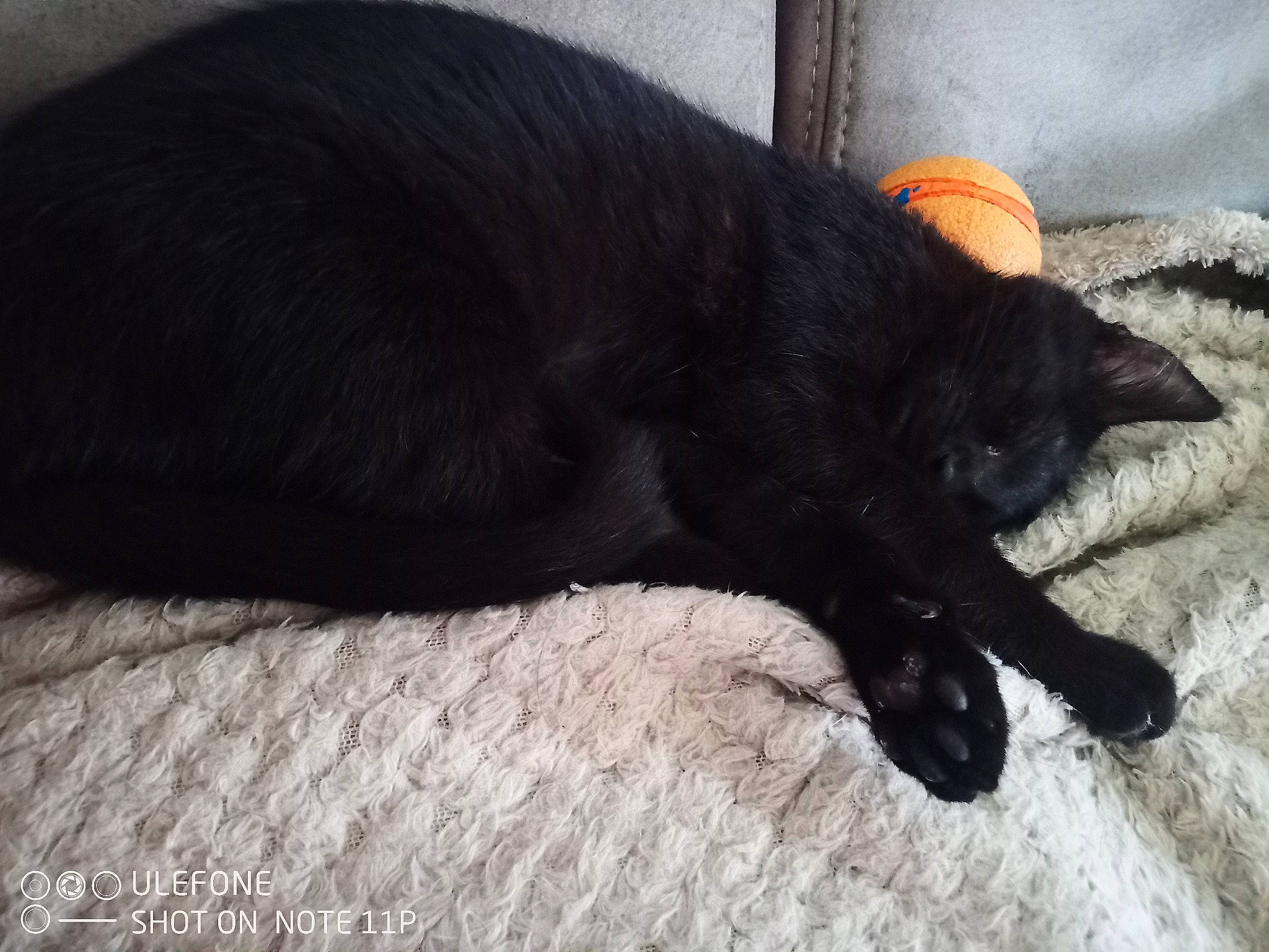 Kida a rejoint le concours — aidez-le/la à gagner de superbes lots ! black_cat, bombay, canidae, carnivore, cat, claw, comfort, dog_breed, domestic_short_haired_cat, felidae, foot, fur, nap, paw, small_to_medium_sized_cats, snout, sporting_group, tail, terrestrial_animal, whiskers