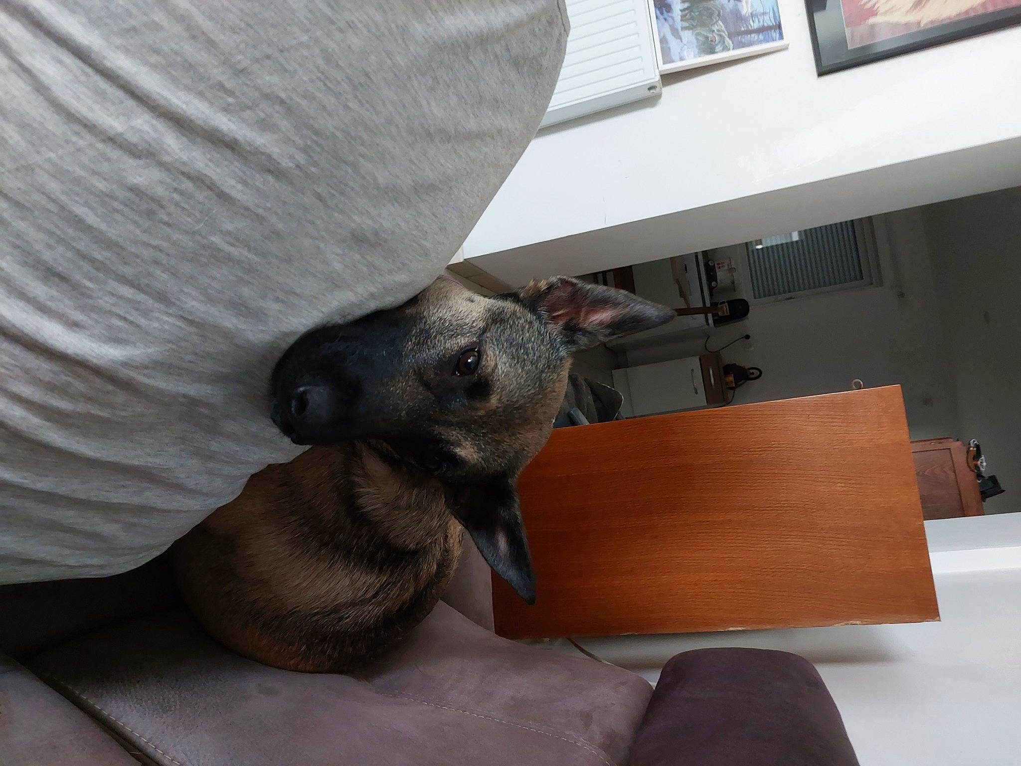 Rubis participe au concours pour gagner de l'argent avec cette photo : canidae, carnivore, comfort, companion_dog, couch, dog, dog_breed, fawn, felidae, floor, flooring, grey, hardwood, small_to_medium_sized_cats, snout, sporting_group, table, tail, whiskers, wood