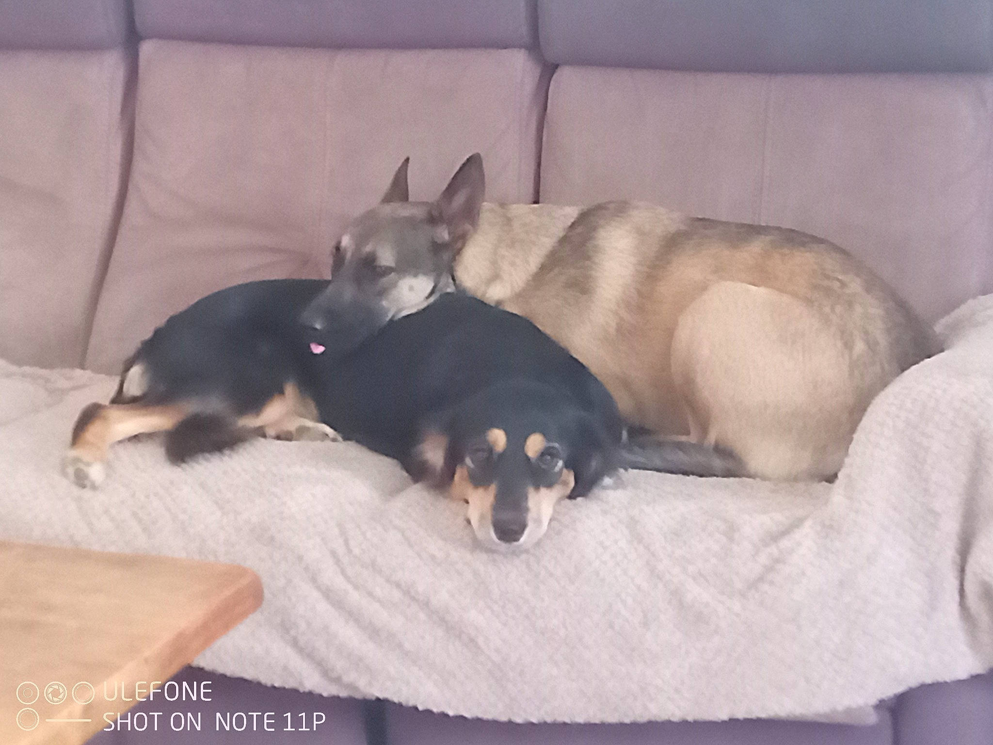 Rubis participe au concours pour gagner de l'argent avec cette photo : canidae, carnivore, chihuahua, comfort, companion_dog, couch, dog, dog_breed, dog_supply, furniture, guard_dog, linens, nap, paw, sporting_group, tail, terrestrial_animal, toy_dog, working_animal, working_dog