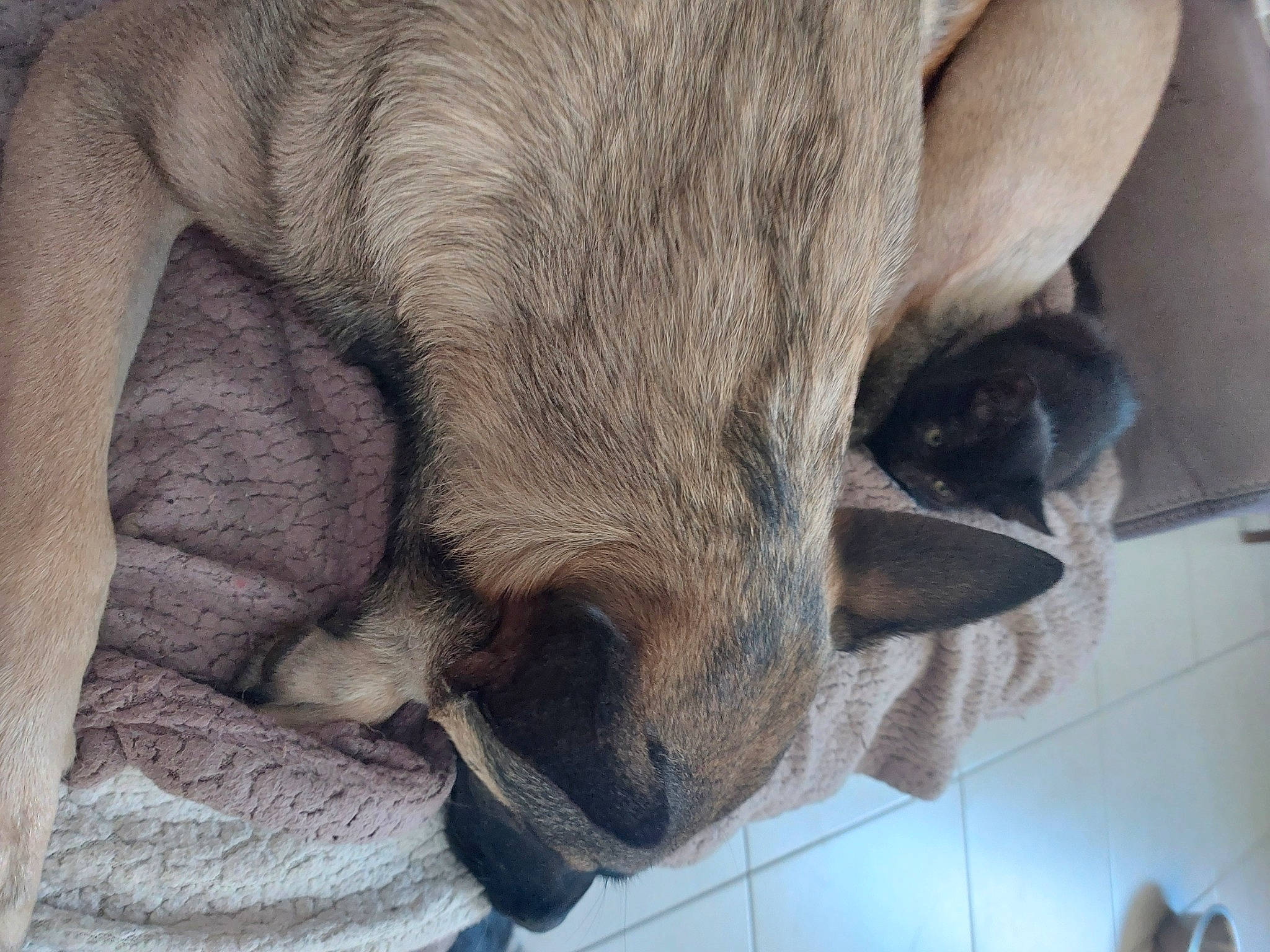 Rubis participe au concours pour gagner de l'argent avec cette photo : canidae, carnivore, claw, comfort, dog, dog_breed, ear, fawn, felidae, fur, liver, nap, paw, sleep, snout, sporting_group, terrestrial_animal, whiskers, working_animal, wrinkle