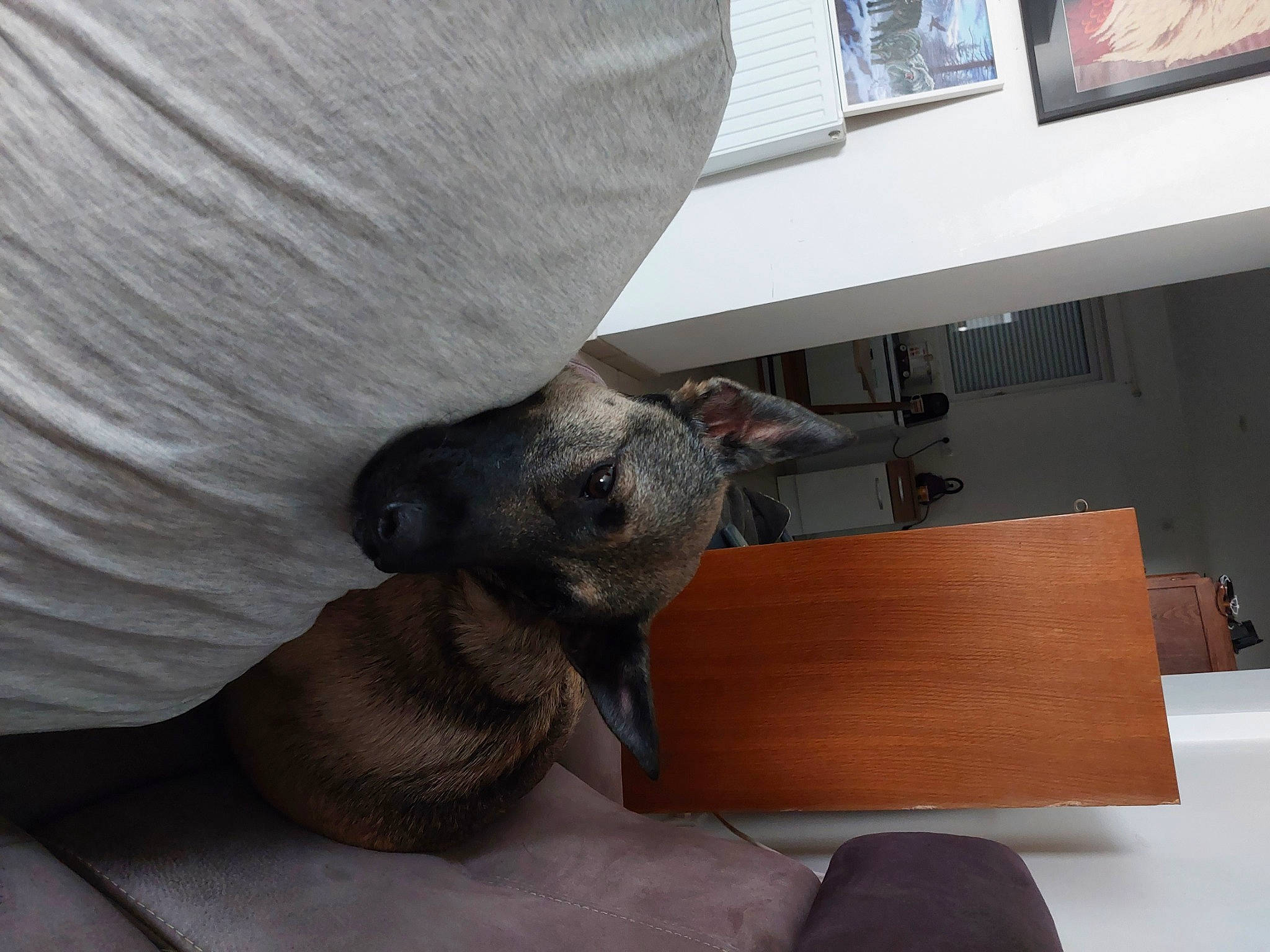 Rubis participe au concours pour gagner de l'argent avec cette photo : canidae, carnivore, comfort, couch, domestic_short_haired_cat, fawn, felidae, flooring, fur, grey, hardwood, human_leg, paw, picture_frame, small_to_medium_sized_cats, snout, table, tail, whiskers, wood