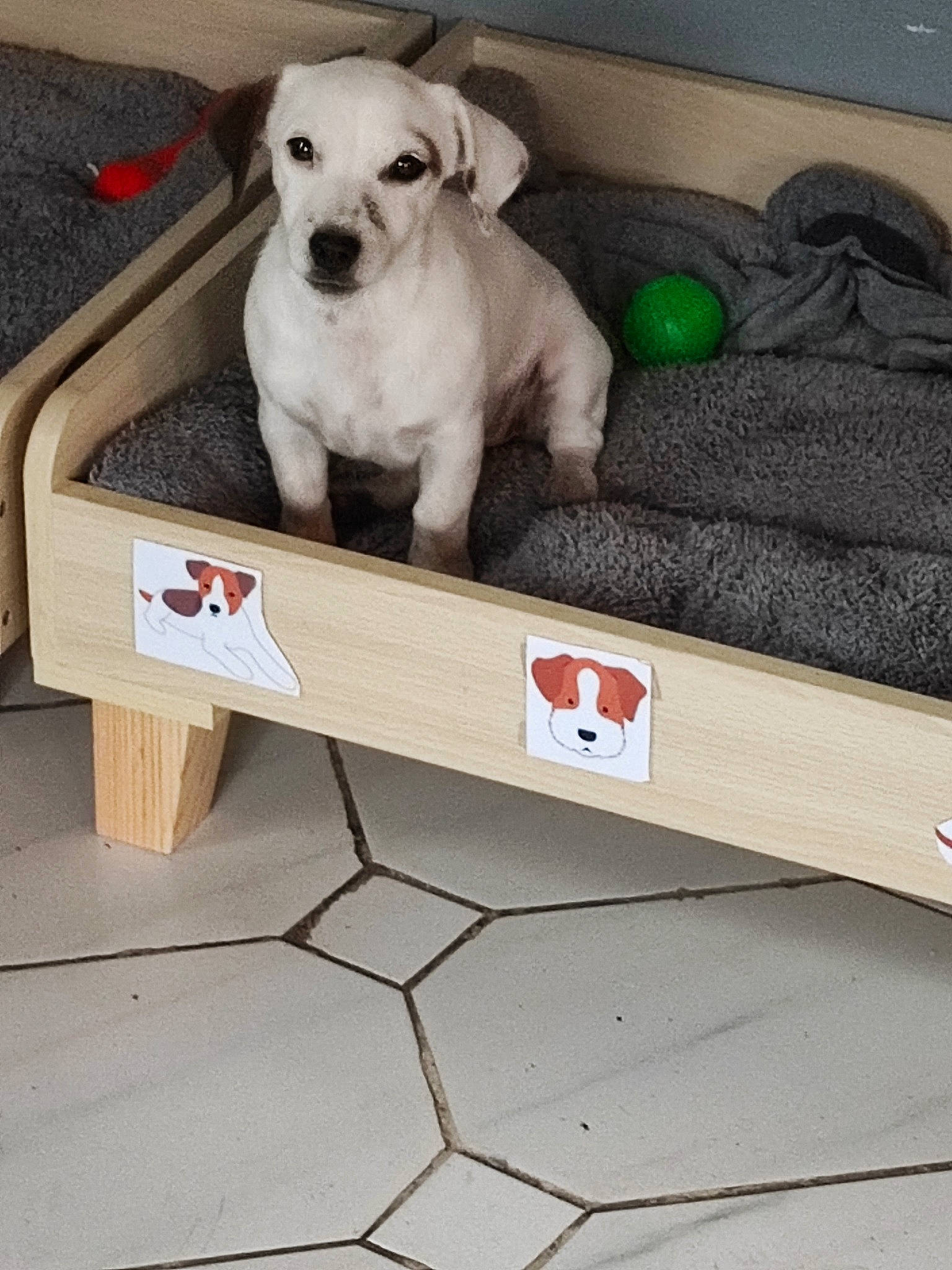 Lexy a rejoint le concours — aidez-le/la à gagner de superbes lots ! box, carnivore, companion_dog, couch, dog, dog_breed, dog_supply, fawn, mammal, paw, pet_supply, product, rectangle, table, tail, toy, toy_dog, vertebrate, wood, working_animal