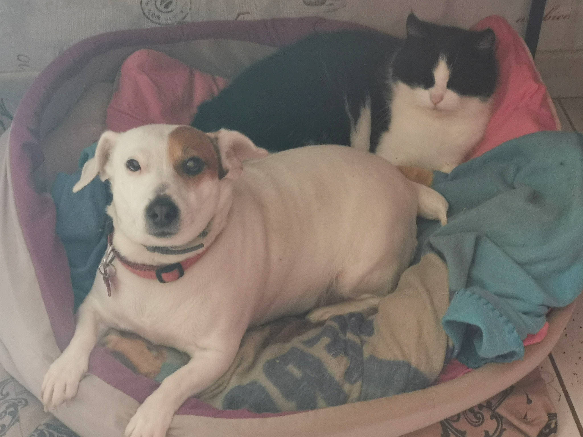 Lexy a rejoint le concours — aidez-le/la à gagner de superbes lots ! american_pit_bull_terrier, canidae, carnivore, companion_dog, dog, dog_breed, fawn, feist, jack_russell_terrier, mammal, non_sporting_group, pit_bull, puppy, puppy_love, vertebrate, whiskers