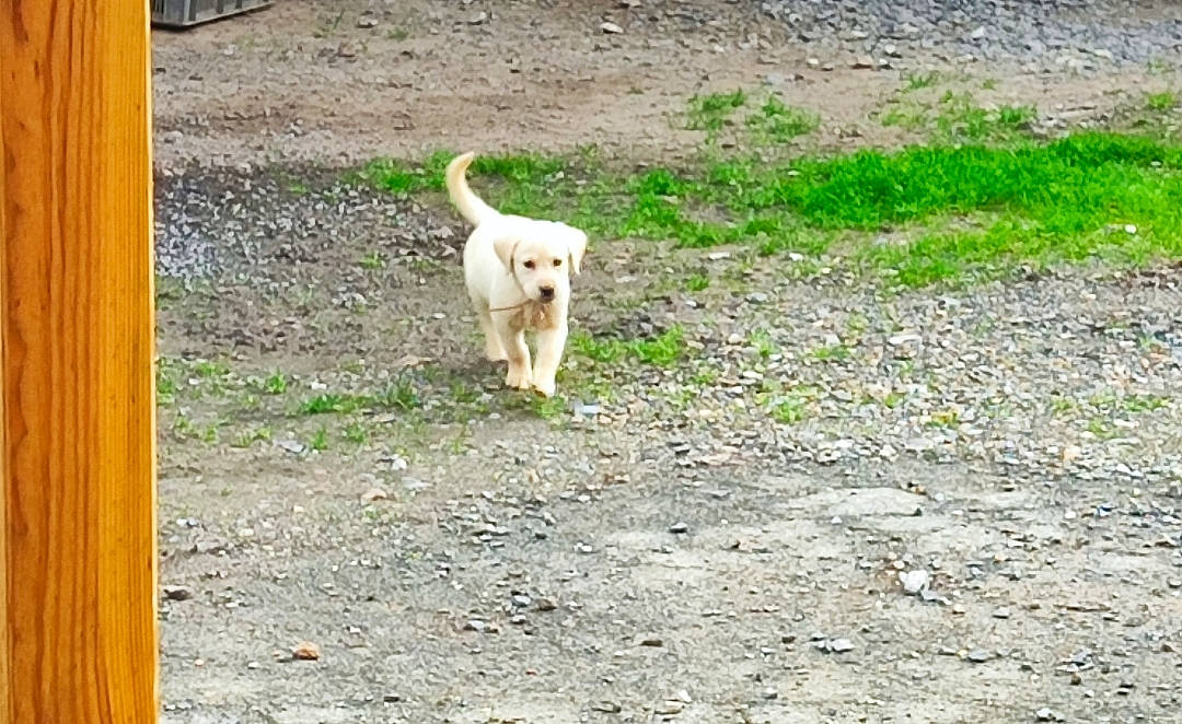 Tequila a rejoint le concours — aidez-le/la à gagner de superbes lots ! canidae, carnivore, companion_dog, dog, dog_breed, fawn, grass, hunting_dog, non_sporting_group, plant, soil, sporting_group, tail, terrestrial_animal, wildlife, working_animal