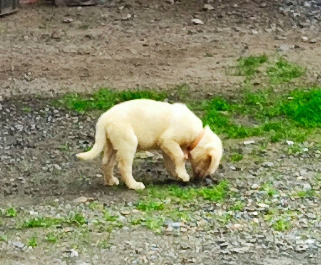 Tequila a rejoint le concours — aidez-le/la à gagner de superbes lots ! canidae, carnivore, companion_dog, dog, dog_breed, fawn, grass, groundcover, non_sporting_group, plant, soil, sporting_group, tail, terrestrial_animal, working_animal