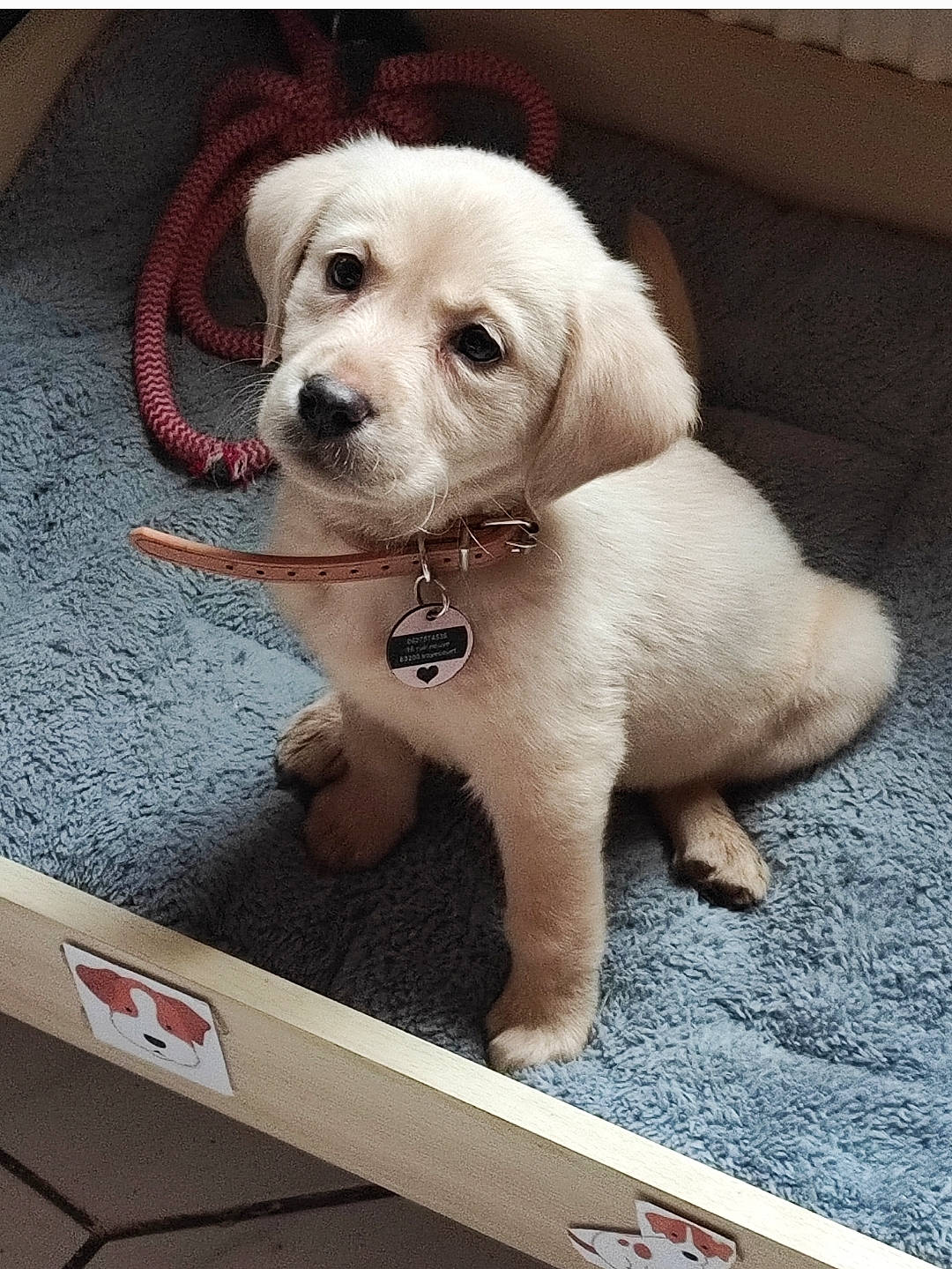 Tequila participe au concours pour gagner de l'argent avec cette photo : canidae, carnivore, child, companion_dog, dog, dog_breed, dog_supply, fawn, flooring, font, fur, metal, paw, photo_caption, puppy_love, rectangle, snout, sporting_group, toy_dog, working_animal