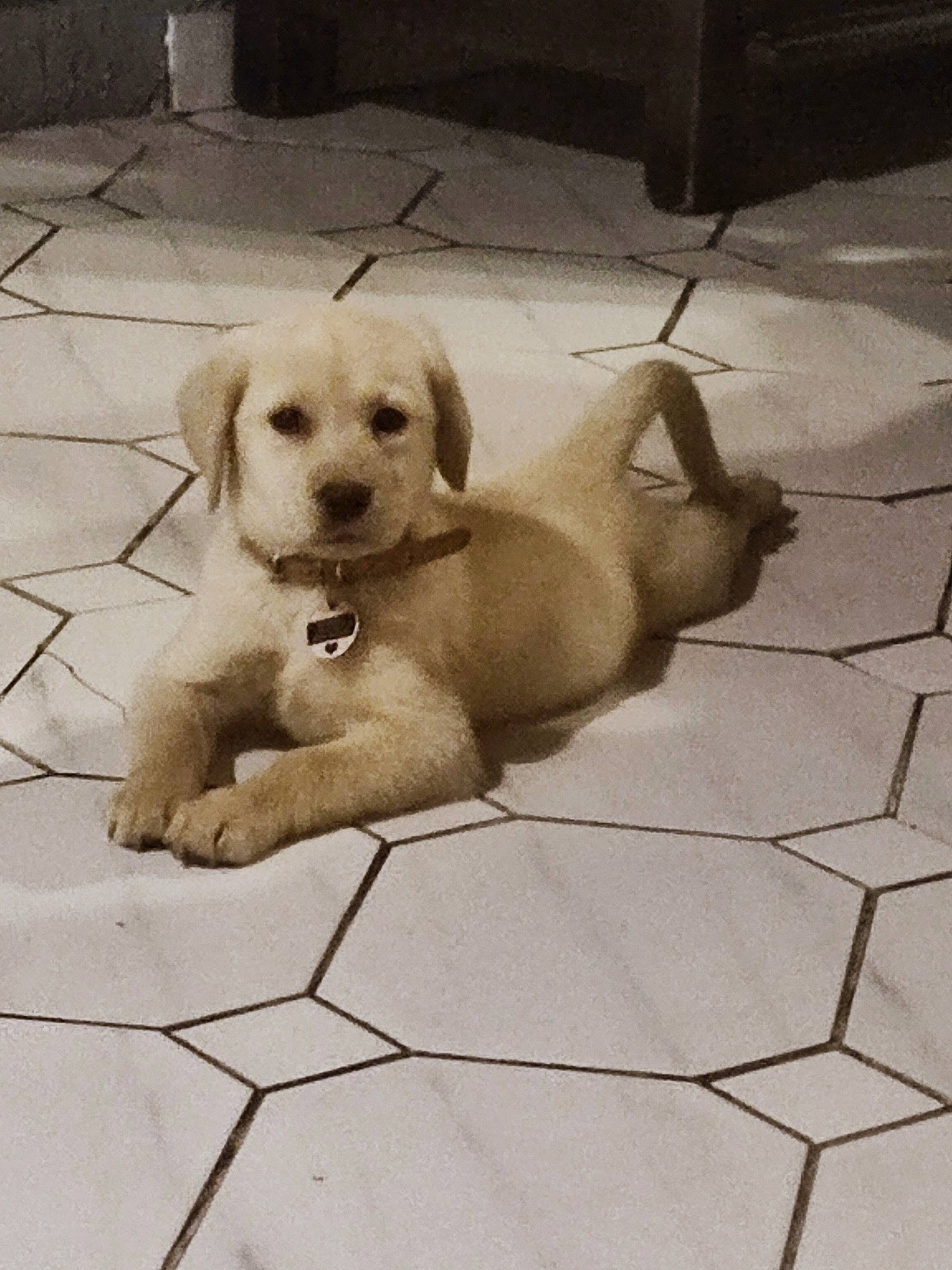 Tequila a rejoint le concours — aidez-le/la à gagner de superbes lots ! canidae, carnivore, collar, comfort, companion_dog, dog, dog_breed, dog_collar, fawn, flooring, happy, paw, pet_supply, puppy_love, snout, sporting_group, tail, toy, toy_dog, working_animal