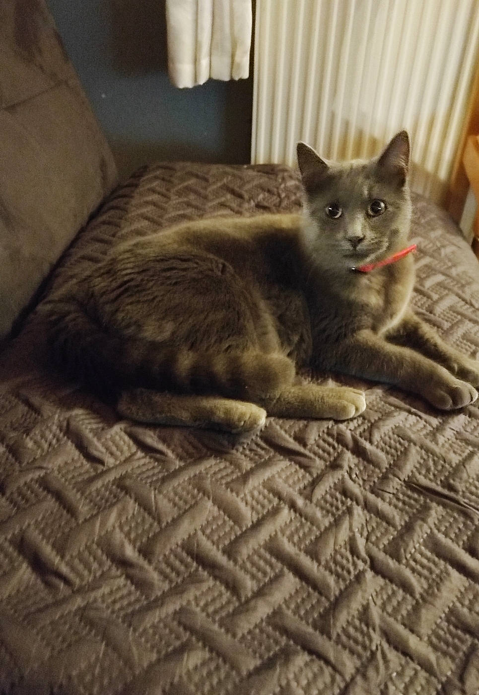 Bébé Griezmann participe au concours pour gagner de l'argent avec cette photo : carnivore, cat, comfort, couch, domestic_short_haired_cat, fawn, felidae, flooring, fur, grey, hardwood, linens, room, russian_blue, small_to_medium_sized_cats, snout, tail, terrestrial_animal, whiskers, wood