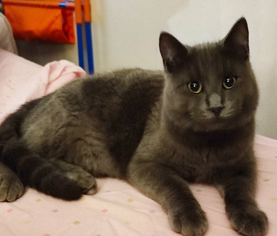 Bébé Griezmann participe au concours pour gagner de l'argent avec cette photo : carnivore, cat, claw, comfort, domestic_short_haired_cat, felidae, fur, grey, paw, russian_blue, small_to_medium_sized_cats, snout, tail, terrestrial_animal, whiskers, window