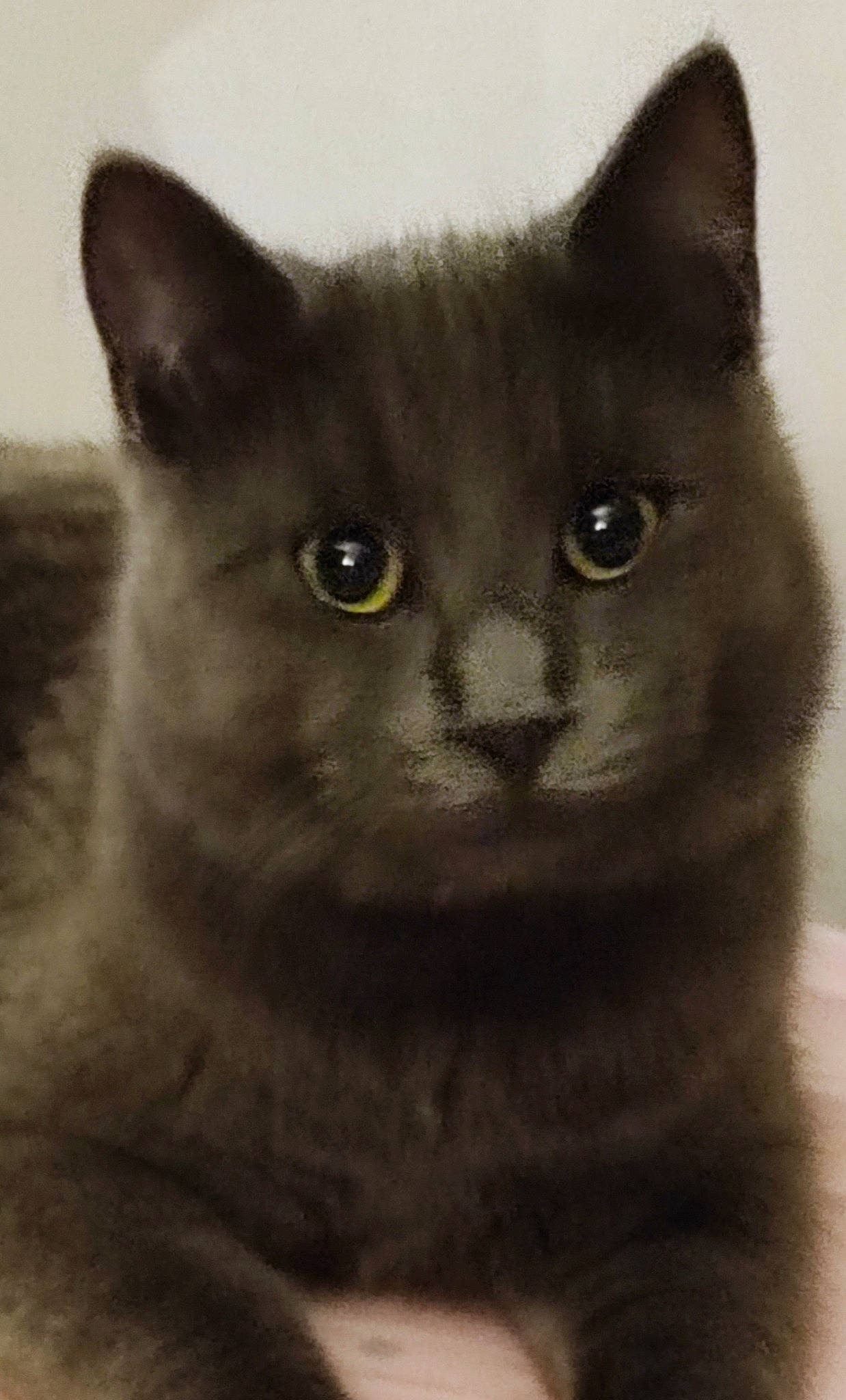 Bébé Griezmann participe au concours pour gagner de l'argent avec cette photo : black_cat, carnivore, cat, close_up, domestic_short_haired_cat, eye, felidae, fur, grey, head, monochrome_photography, small_to_medium_sized_cats, snout, terrestrial_animal, whiskers