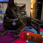 Emmie is registered to the contest to win money with this photo: cat, gray_cat, collar, tag, skateboard, toy_skateboard, table, indoor, pet, animal, feline, paw, closeup, colorful_surface, living_room, water_bottle, background, lighting, relaxed, pet_accessory