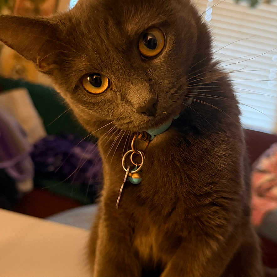 Emmie is registered to the contest to win money with this photo: cat, gray_cat, pet, indoor, curious, head_tilt, amber_eyes, collar, close_up, feline, domestic_animal, window, blinds, houseplant, fur, whiskers, portrait, animal, cozy, soft_lighting