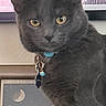 cat, gray_cat, indoor, collar, yellow_eyes, pet, curious, feline, portrait, closeup, looking, animal, houseplant, red_cushion, moon_poster, background, domestic_cat, fur, whiskers, ears
