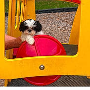 Joannie joined the competition — help win amazing prizes! animal, canine, cockerspaniel, device, dog, grass, lawn, lawnmower, outdoorplayarea, outdoors, papillon, pet, plant, playarea, puppy, sphere, terrier, text, tool, toy