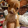 puppy, dog, hand, indoor, ears, brown, white, table, plastic_bag, bottle, curious, closeup, pet, animal, cute, small, furniture, container, background, household