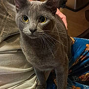 Raven joined the competition — help win amazing prizes! cat, gray_cat, pet, animal, indoor, lap, pajama_pants, person, curious, whiskers, feline, yellow_eyes, cozy, domestic, fur, clothing, hand, wooden_floor, table, seated