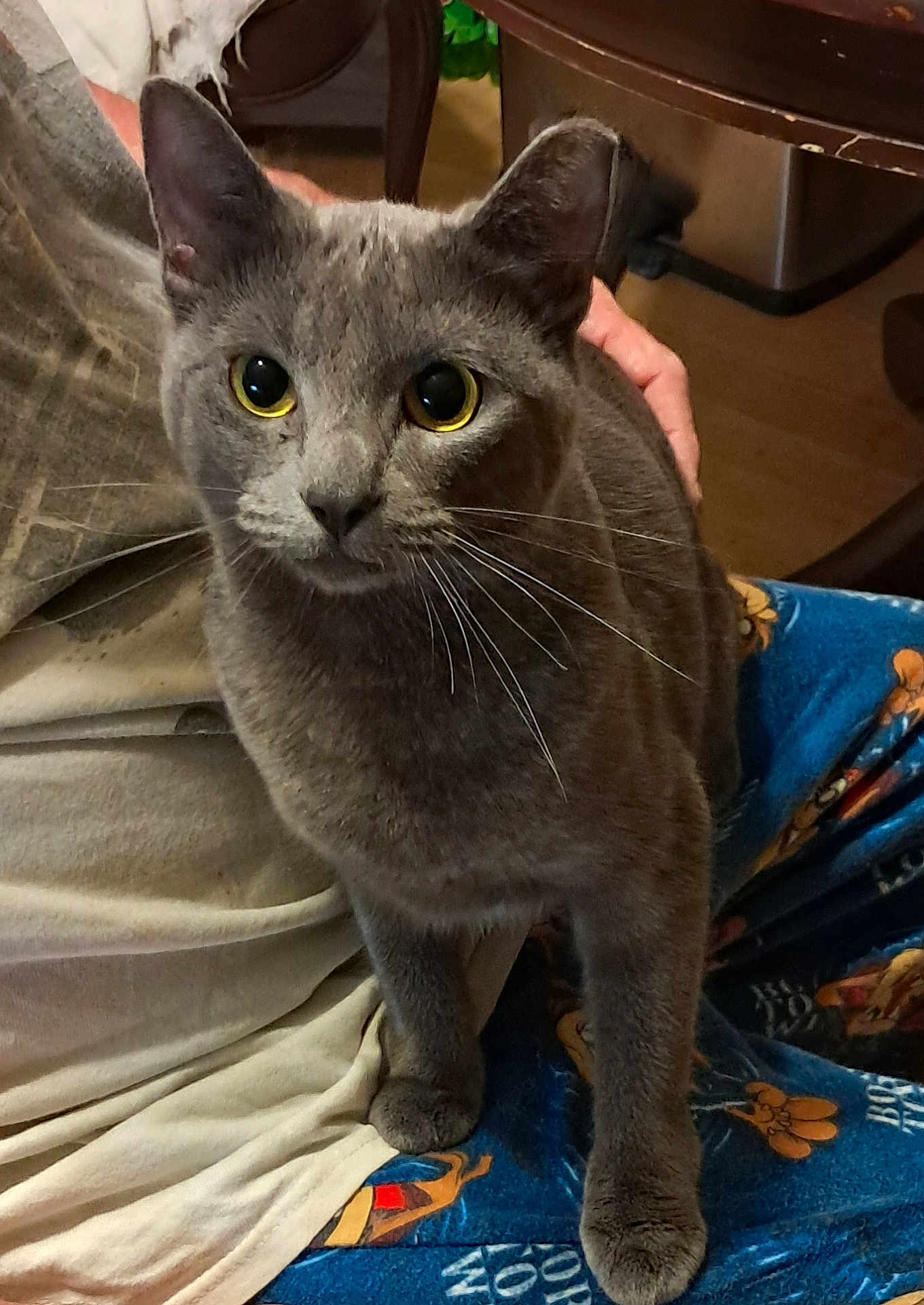 Raven joined the competition — help win amazing prizes! cat, gray_cat, pet, animal, indoor, lap, pajama_pants, person, curious, whiskers, feline, yellow_eyes, cozy, domestic, fur, clothing, hand, wooden_floor, table, seated