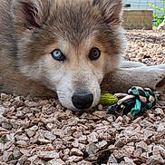 Eira participe au concours pour gagner de l'argent avec cette photo : animal, blue_eye, brown_eye, close_up, curious, cute, dog, ears, fur, heterochromia, lying_down, nose, outdoor, pet, puppy, resting, rocks, rope_toy, toy, young