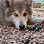 animal, blue_eye, brown_eye, close_up, curious, cute, dog, ears, fur, heterochromia, lying_down, nose, outdoor, pet, puppy, resting, rocks, rope_toy, toy, young